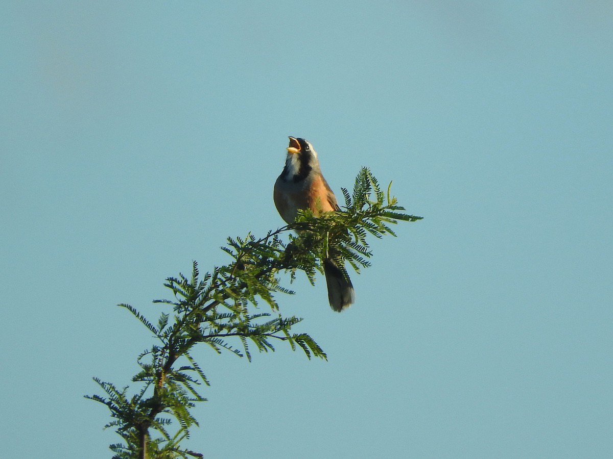 Many-colored Chaco Finch - ML647029165