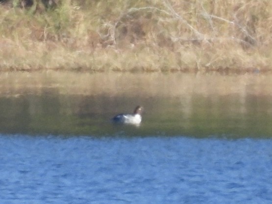 Schellente - ML647029175