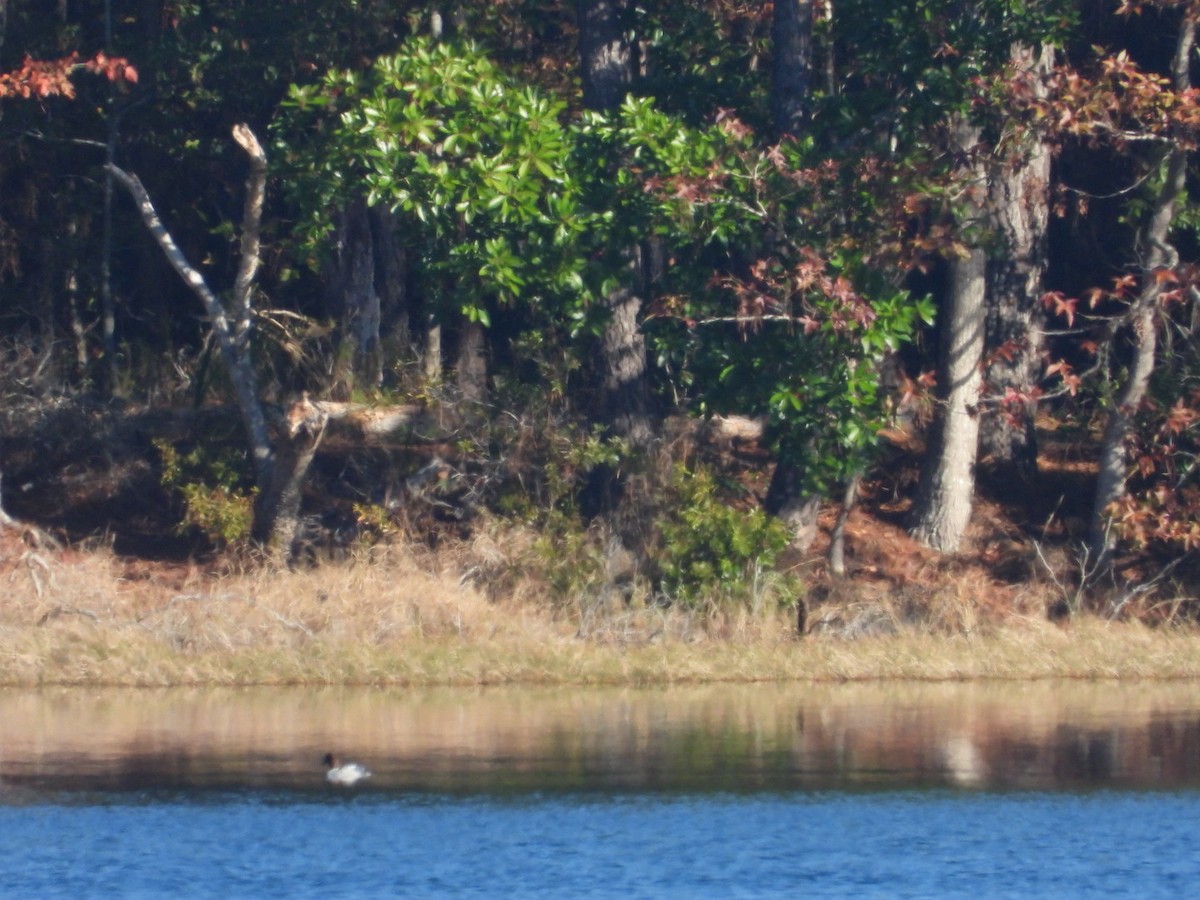 Schellente - ML647029176