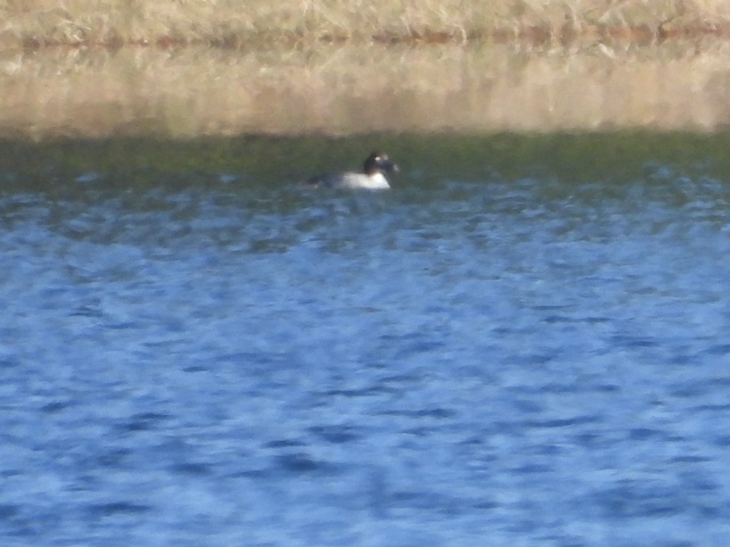 Schellente - ML647029177