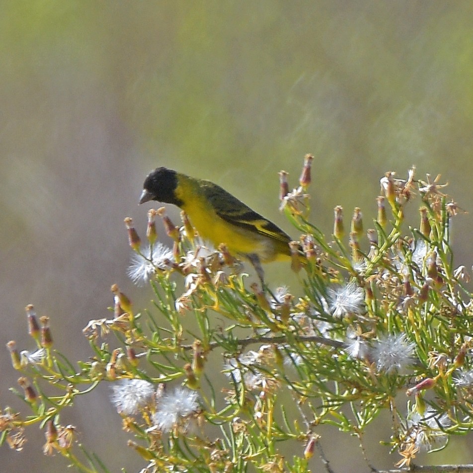 Hooded Siskin - ML647029183