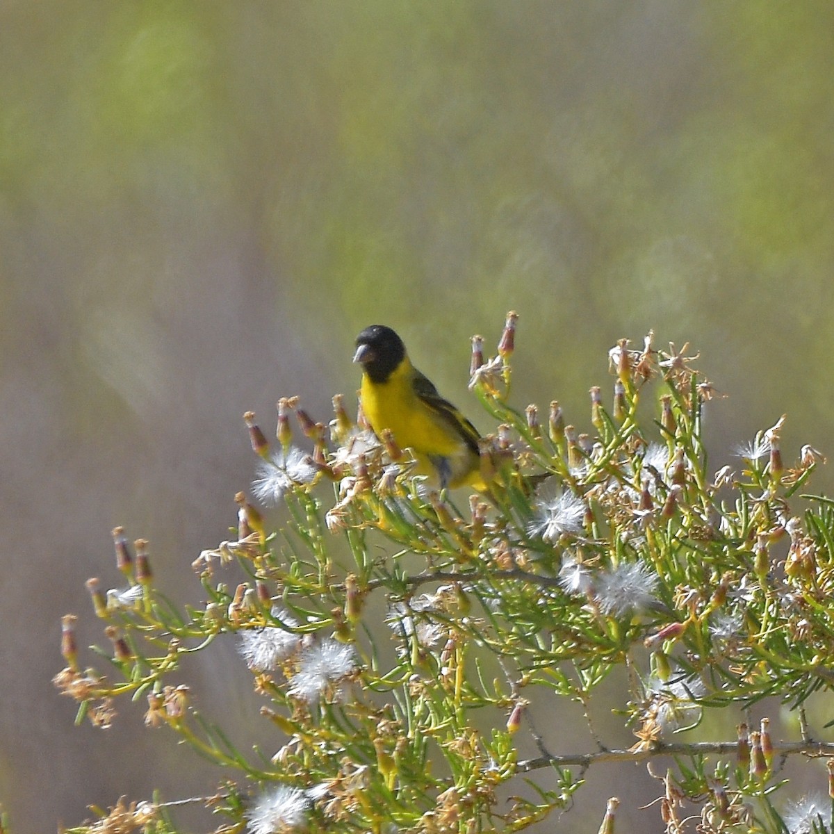 Hooded Siskin - ML647029184