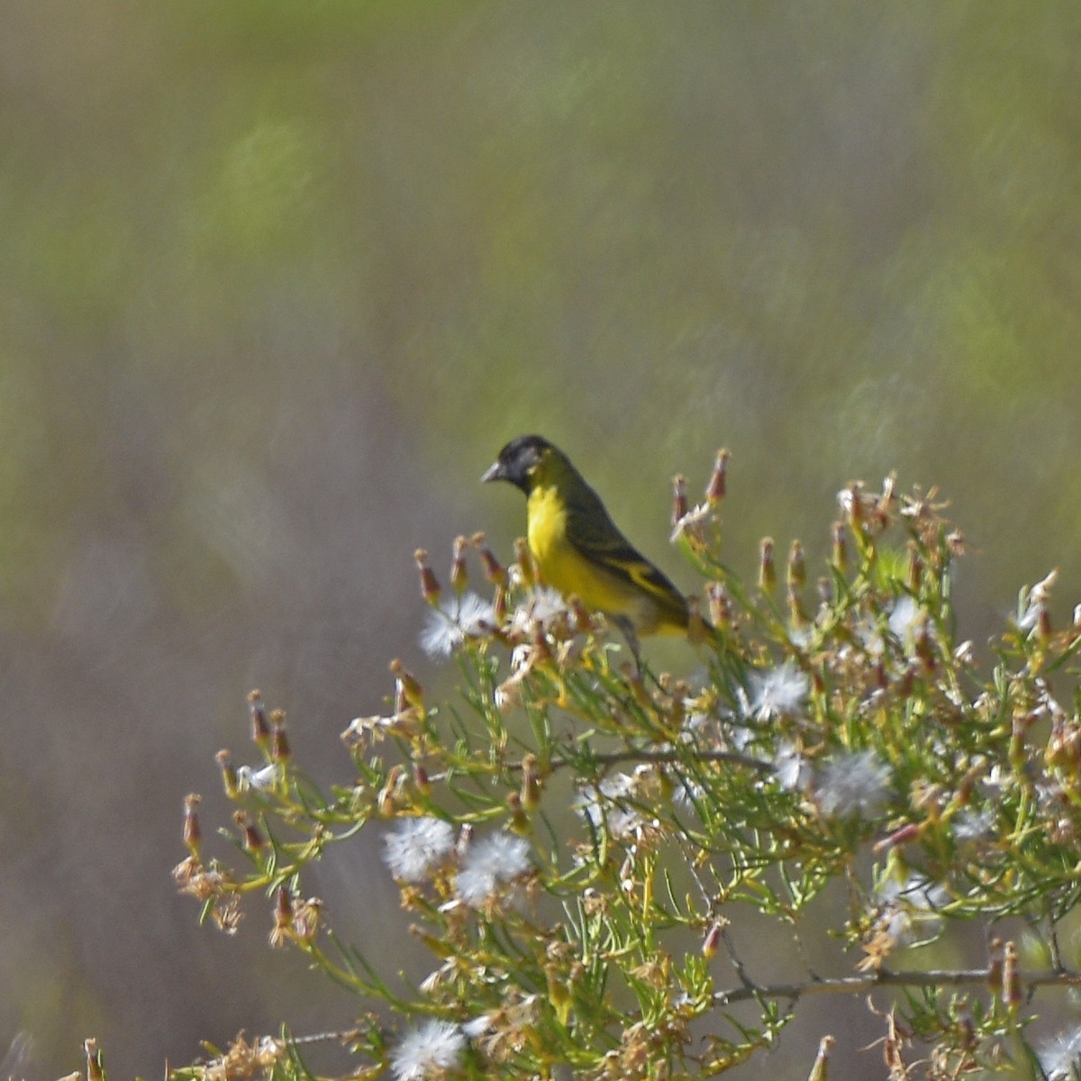 Hooded Siskin - ML647029185