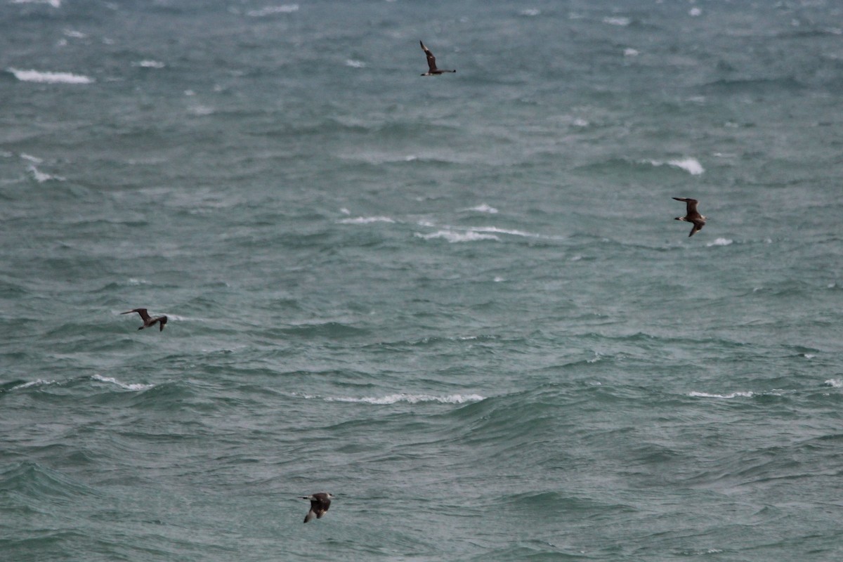 jaeger sp. - ML647029191