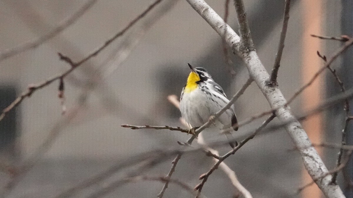 Paruline à gorge jaune - ML647029197