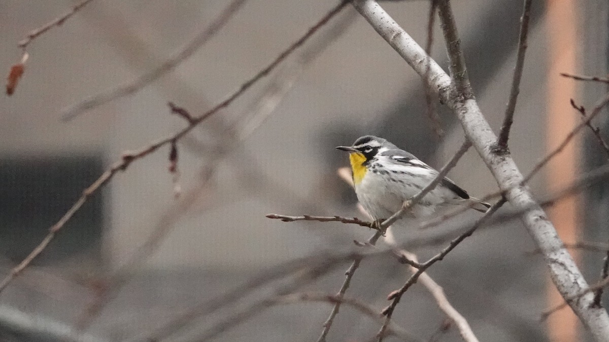 Paruline à gorge jaune - ML647029202