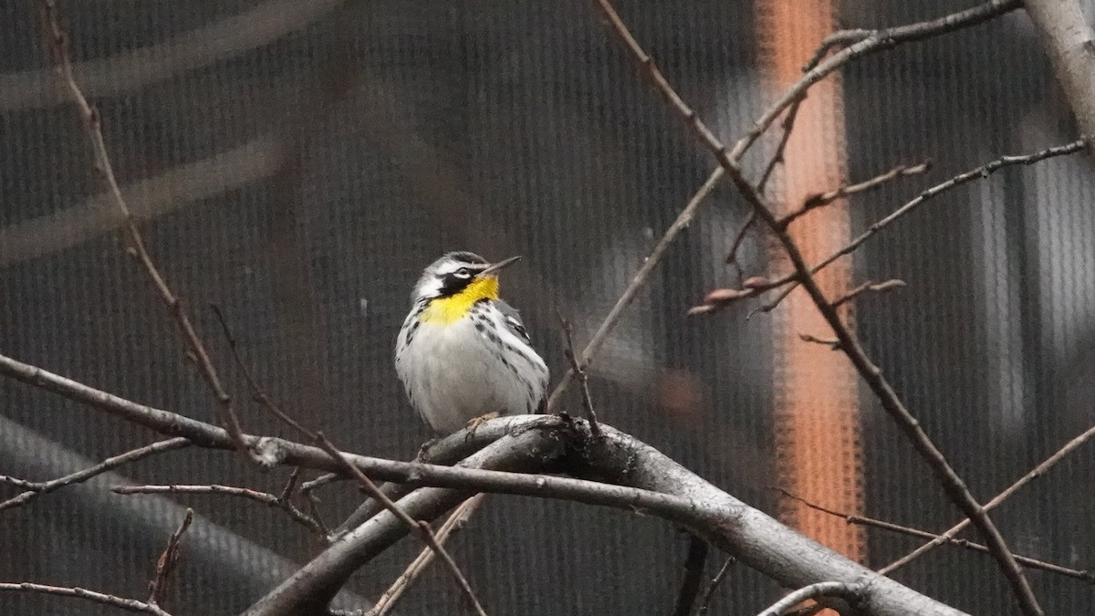 Paruline à gorge jaune - ML647029203