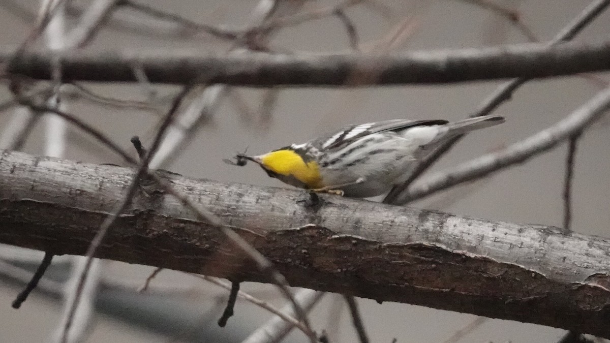 Paruline à gorge jaune - ML647029204