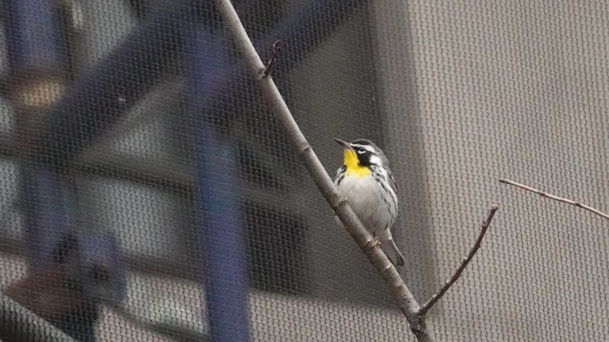 Paruline à gorge jaune - ML647029205