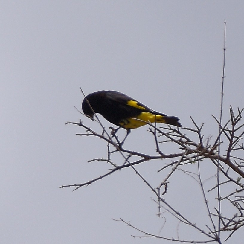 Black Siskin - ML647029220