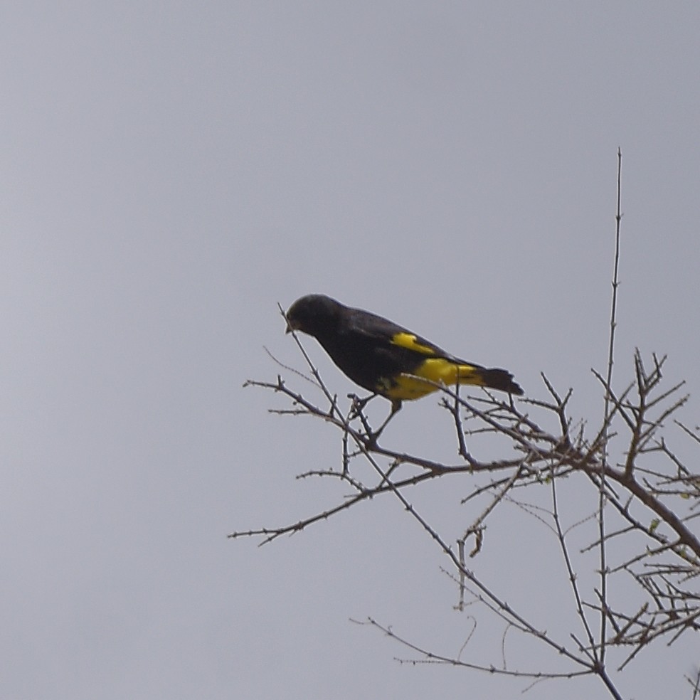 Black Siskin - ML647029221