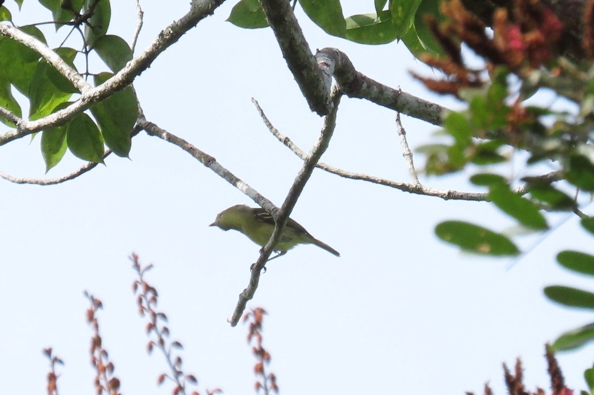 Mangrove Vireo - ML647029223