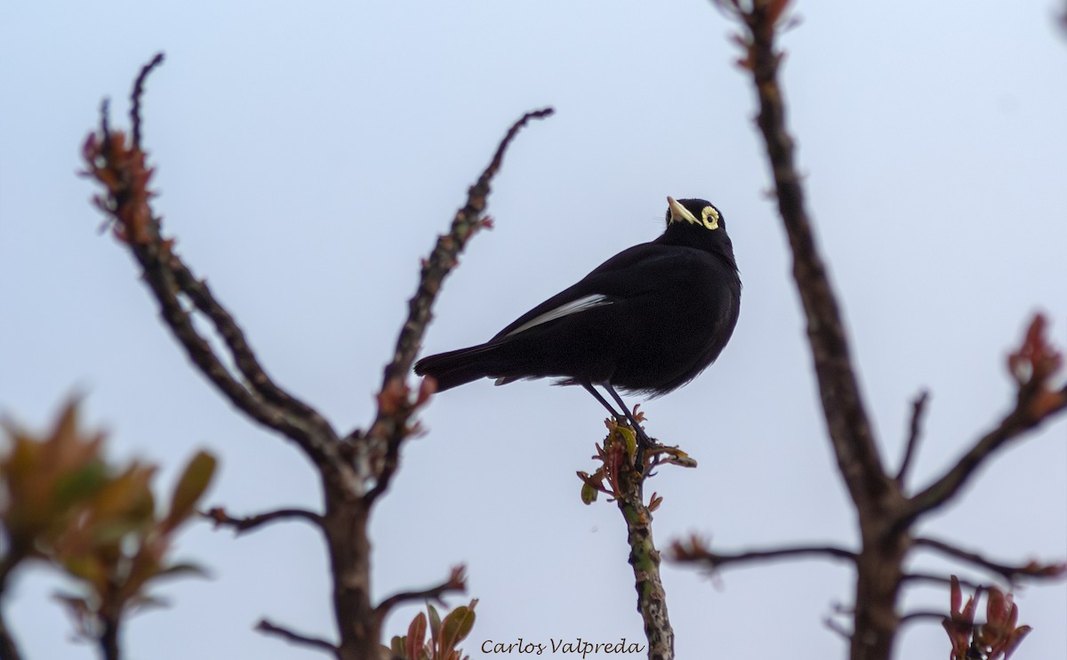 Spectacled Tyrant - ML647029230