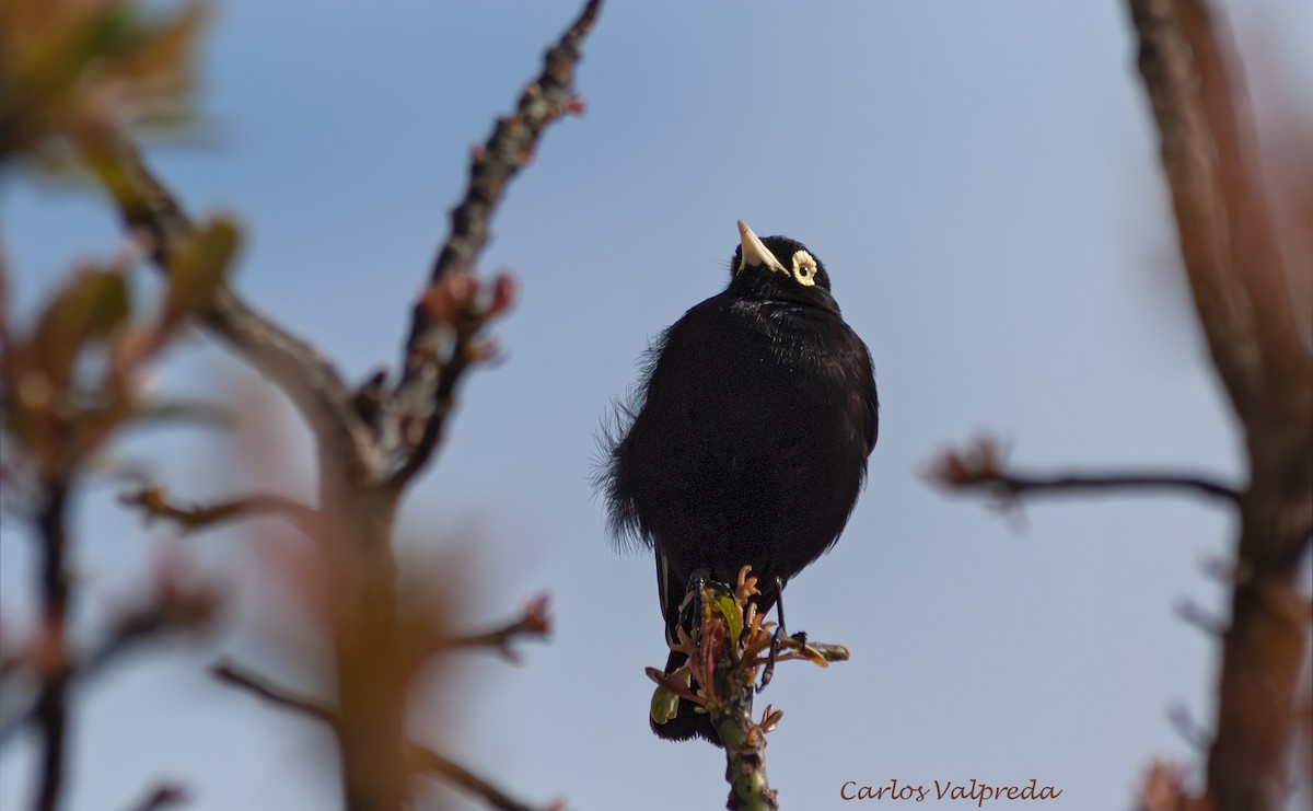Spectacled Tyrant - ML647029243