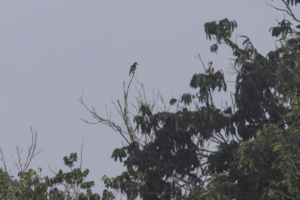 Olive-sided Flycatcher - ML647029254