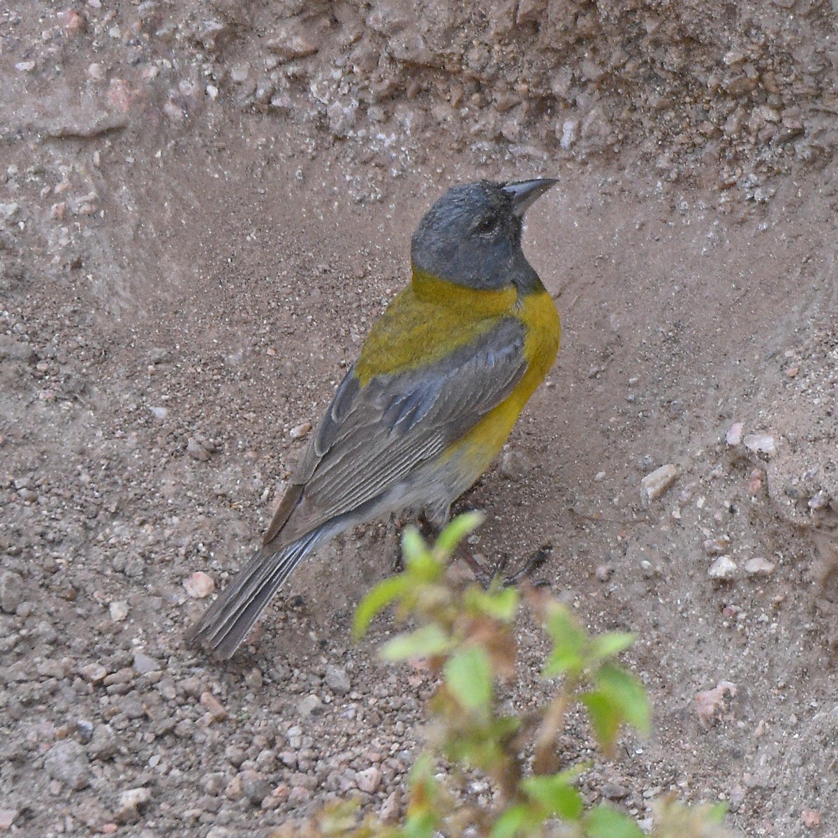 Gray-hooded Sierra Finch - ML647029255