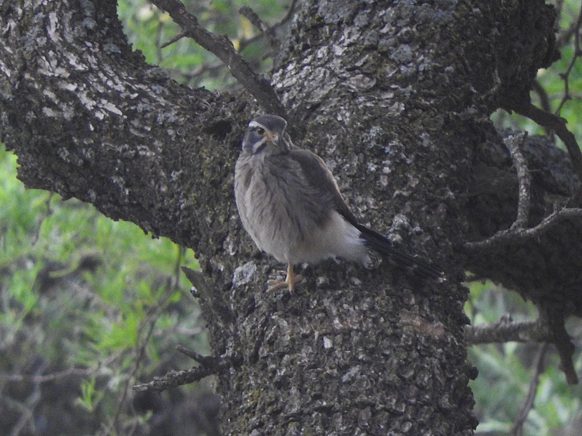 Spot-winged Falconet - ML647029256