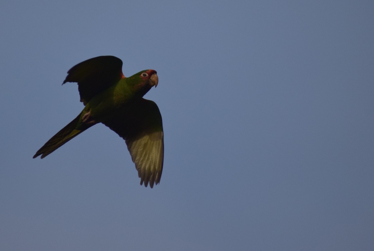 Mitred Parakeet - ML647029260