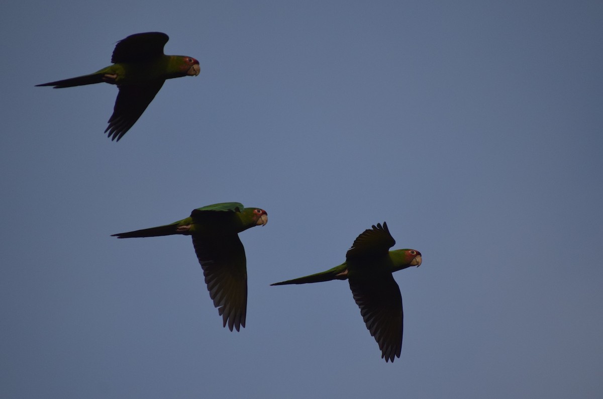 Mitred Parakeet - ML647029261