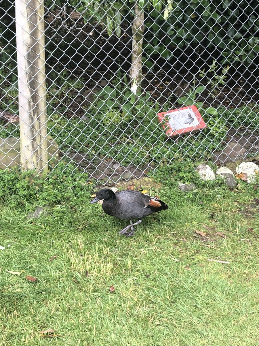 Tarro Maorí - ML647029268