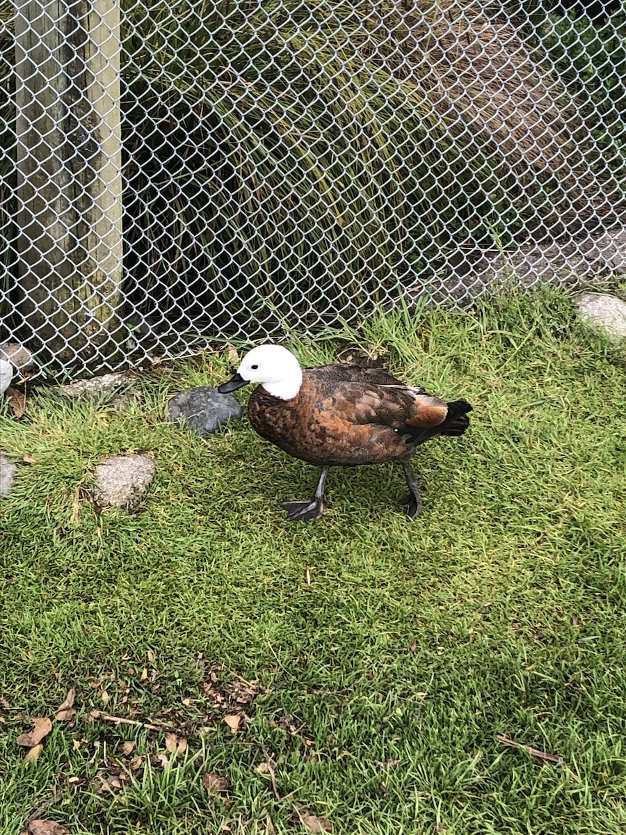 Tarro Maorí - ML647029269