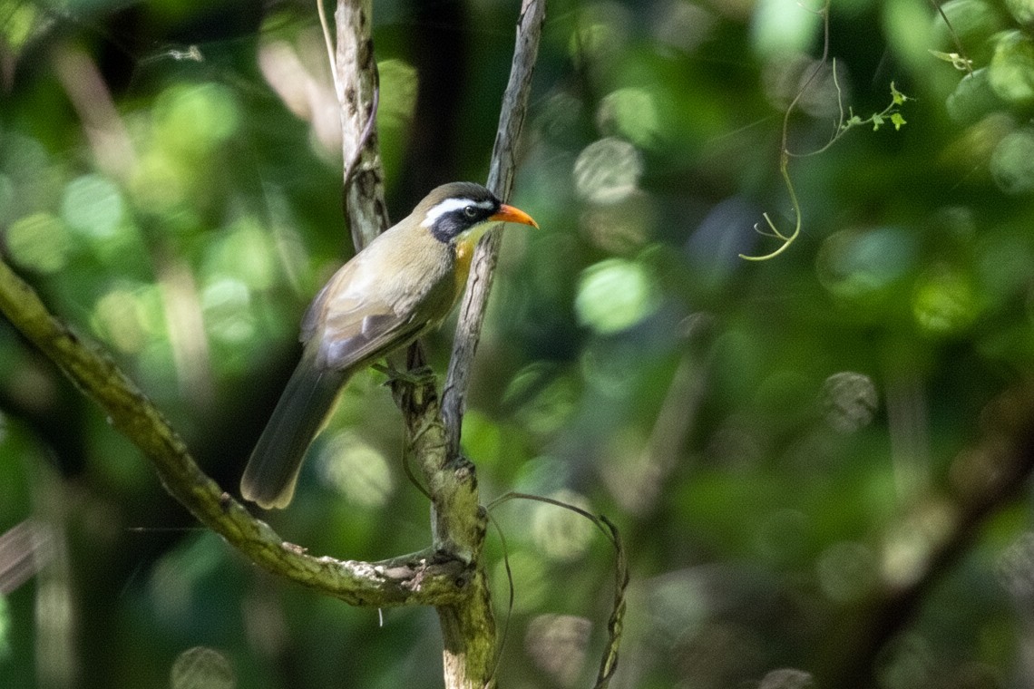 Pomatorhin de Phayre - ML647029297