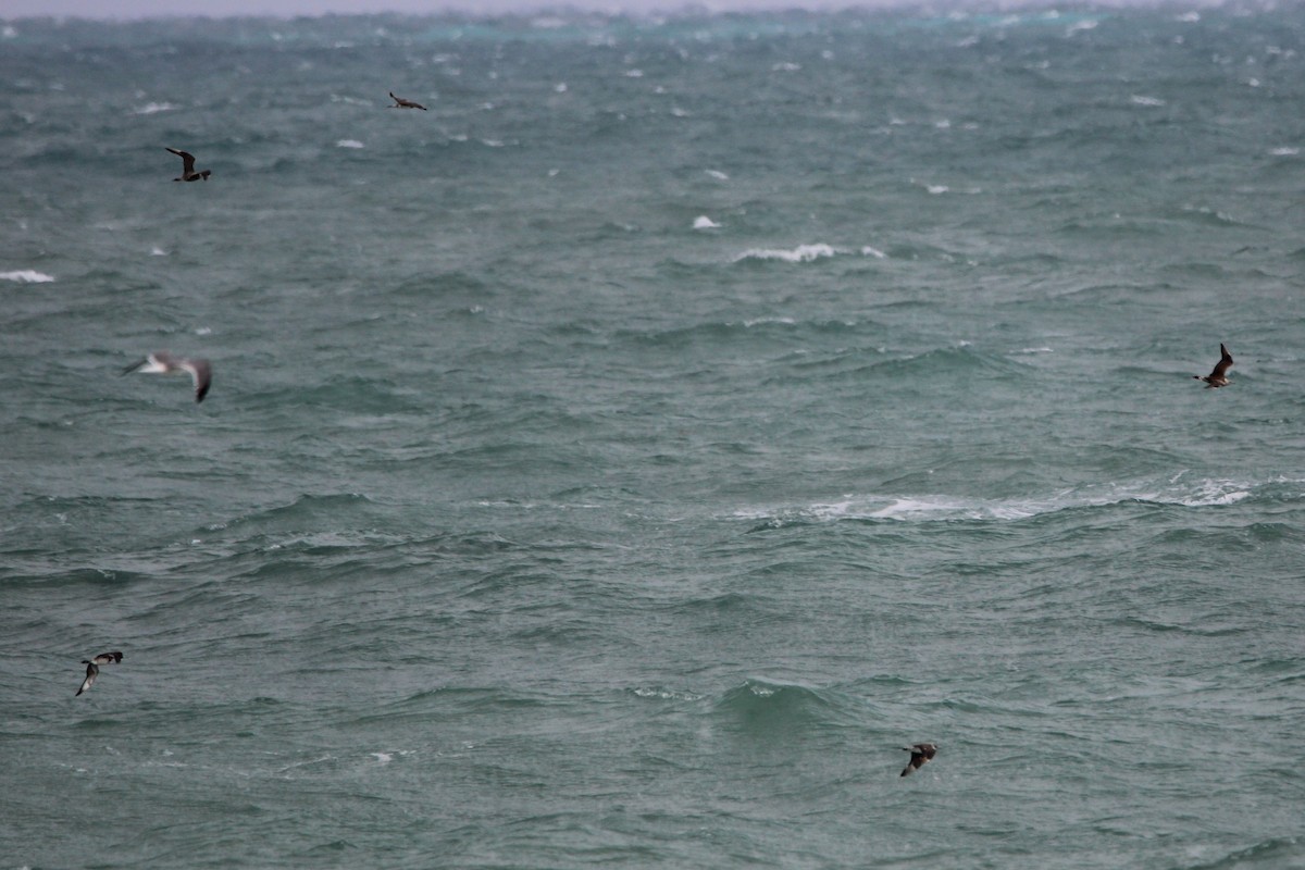 jaeger sp. - ML647029299