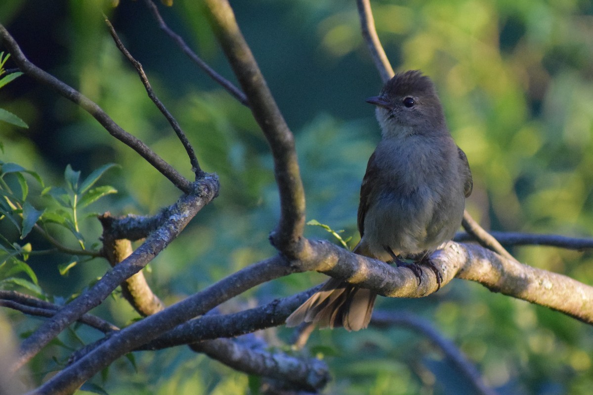 Highland Elaenia - ML647029301