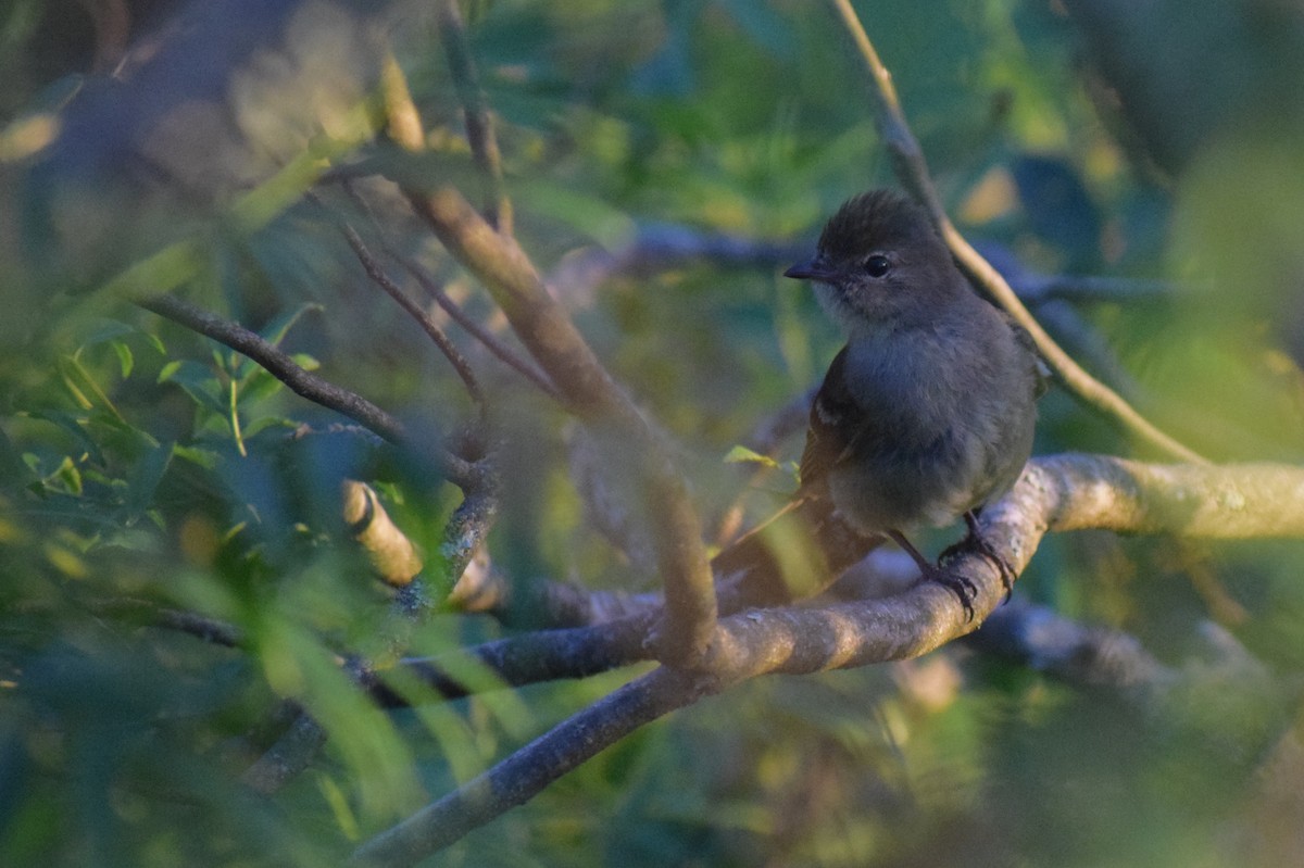 Highland Elaenia - ML647029302