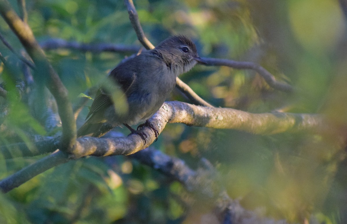 Highland Elaenia - ML647029303