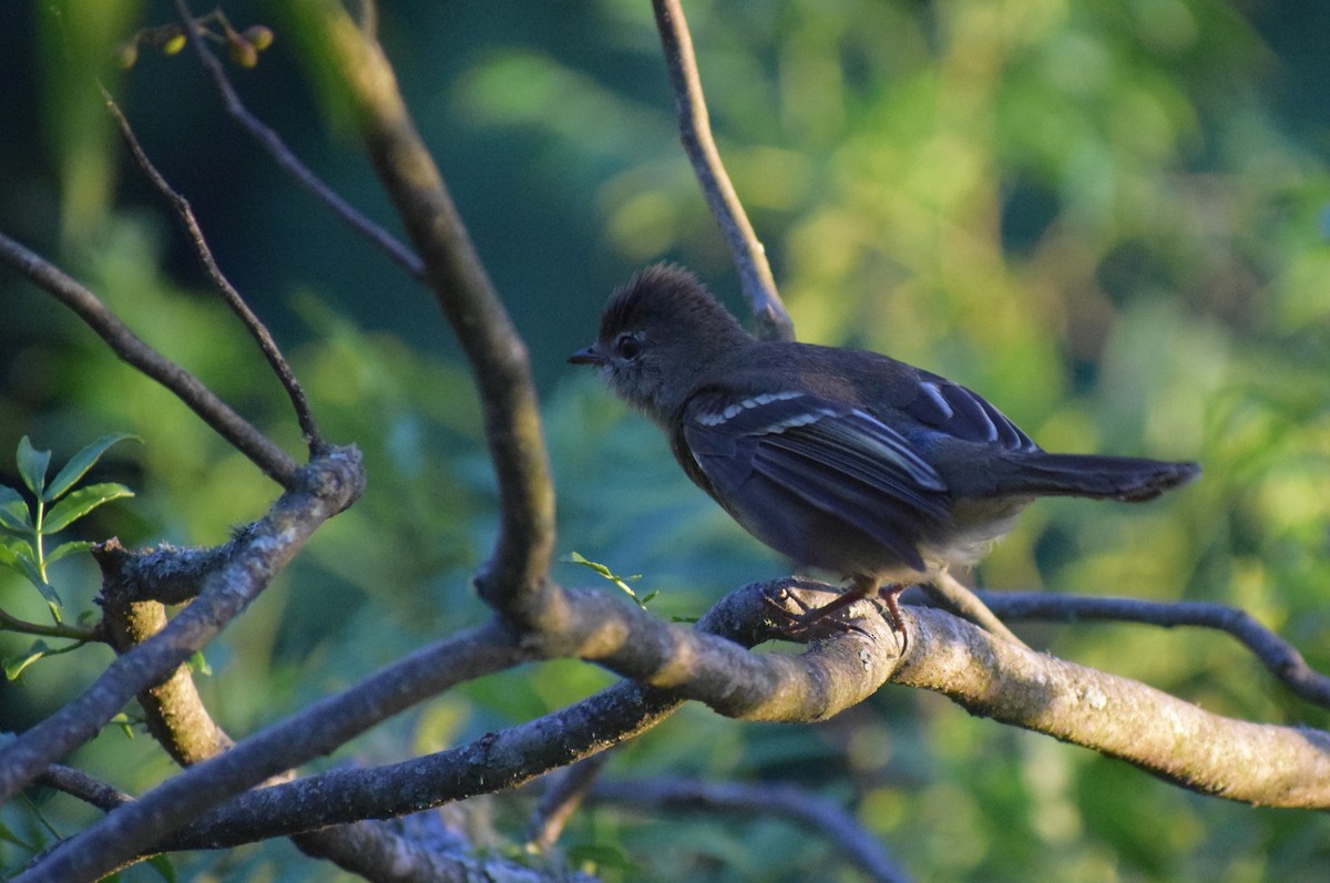 Highland Elaenia - ML647029304