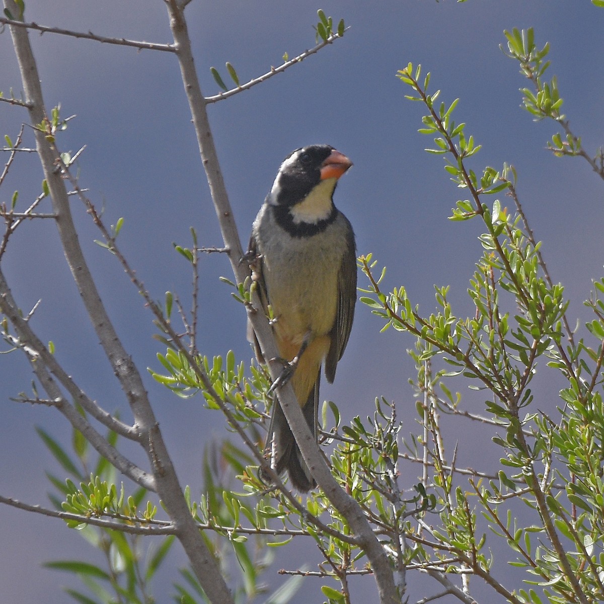 oransjenebbsaltator - ML647029309