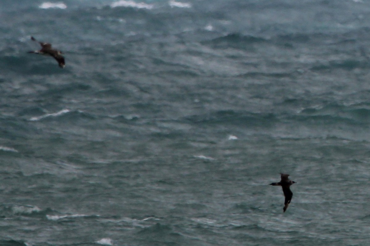 jaeger sp. - ML647029320