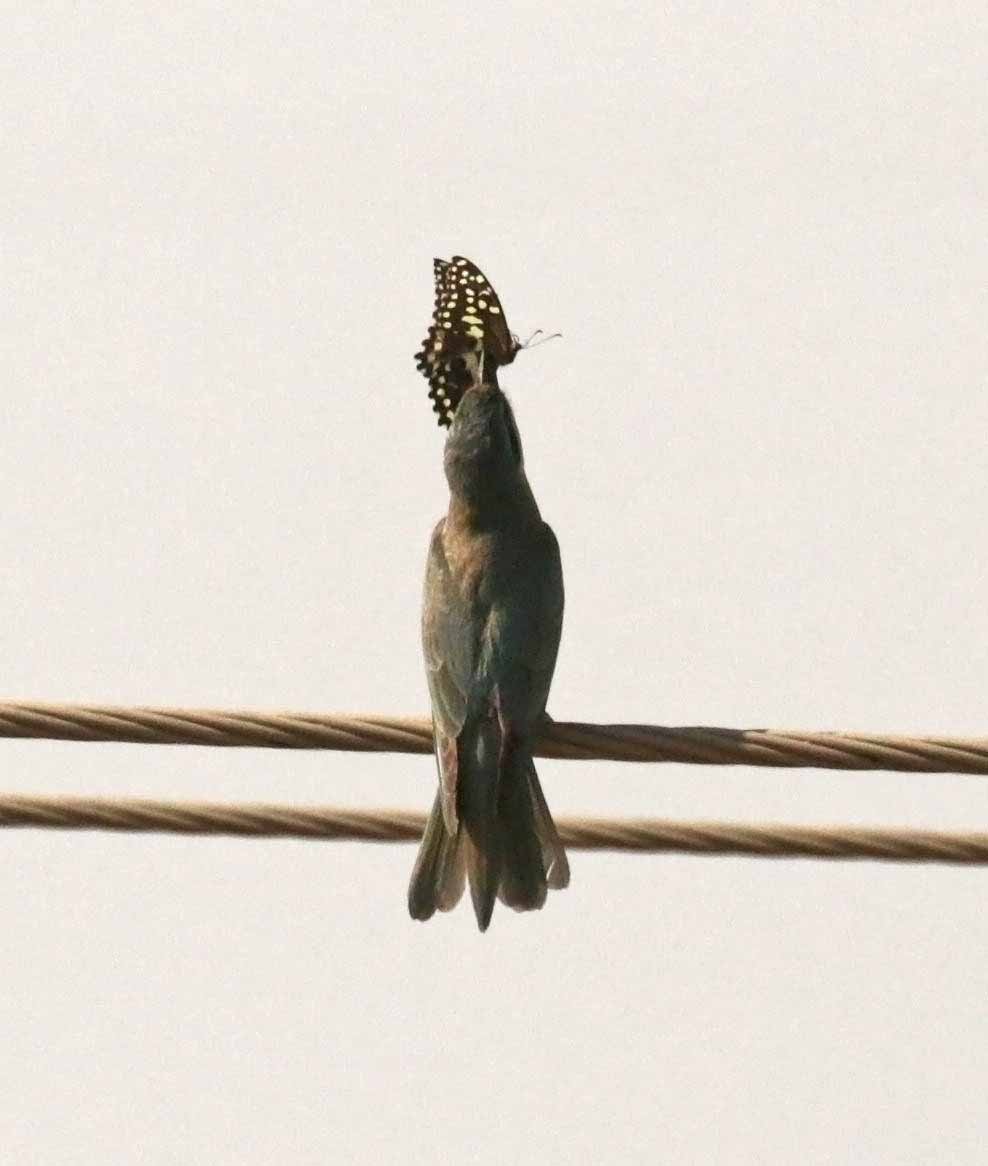 vlha modrolící - ML647029322