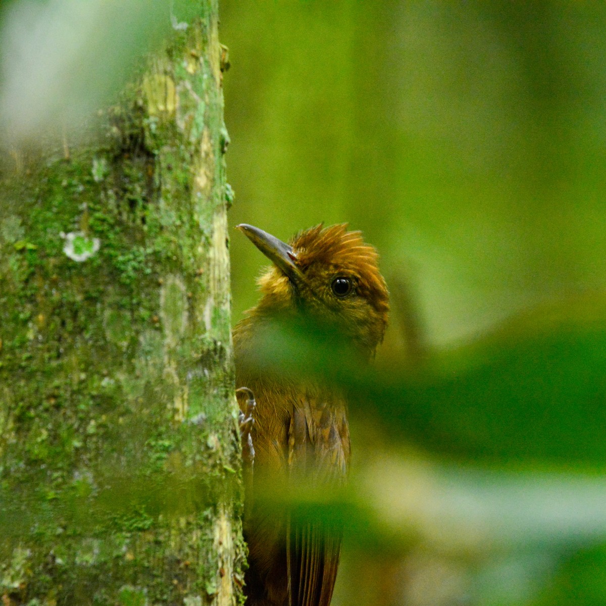 Plain-winged Woodcreeper (Plain-winged) - ML647029325
