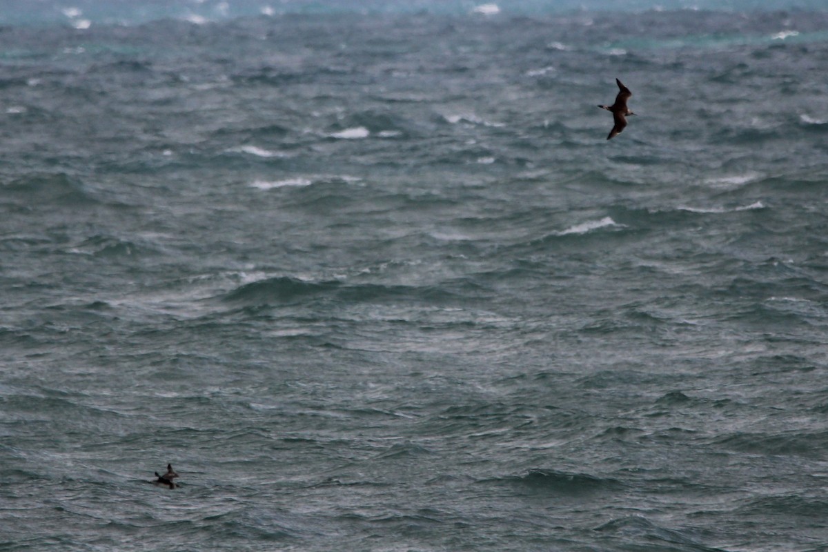 jaeger sp. - ML647029327