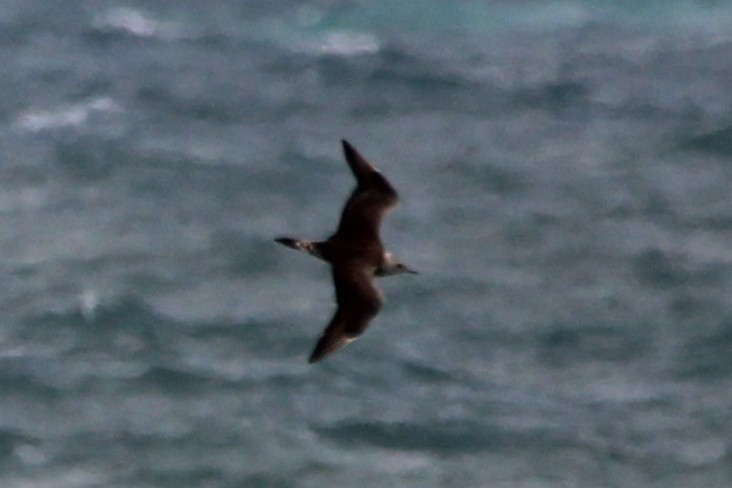 jaeger sp. - ML647029330