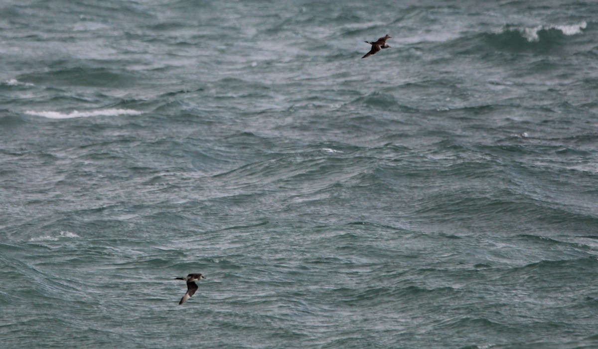 jaeger sp. - ML647029349