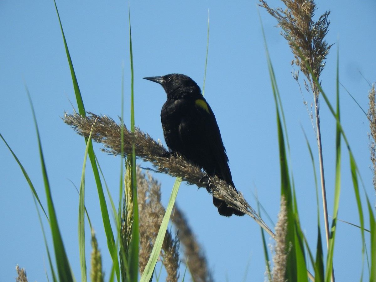 Yellow-winged Blackbird - ML647029352