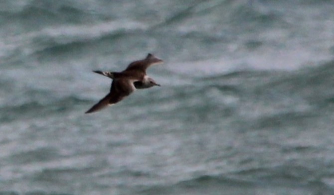 jaeger sp. - ML647029353