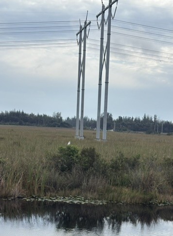 Great Egret - ML647029354