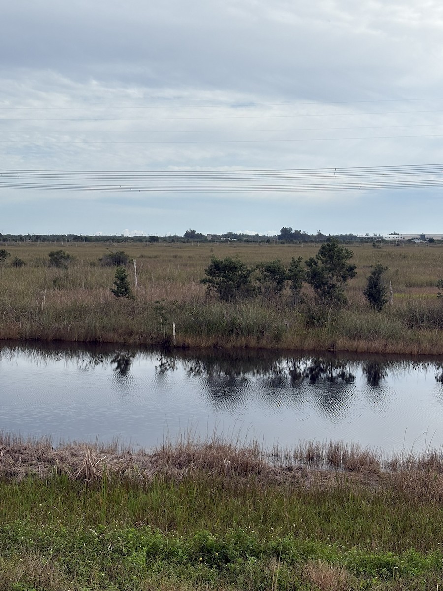Great Egret - ML647029355