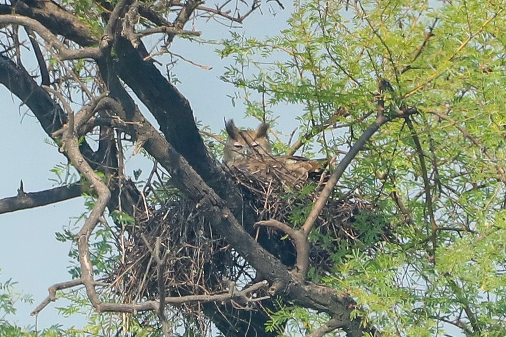 Dusky Eagle-Owl - ML647029357