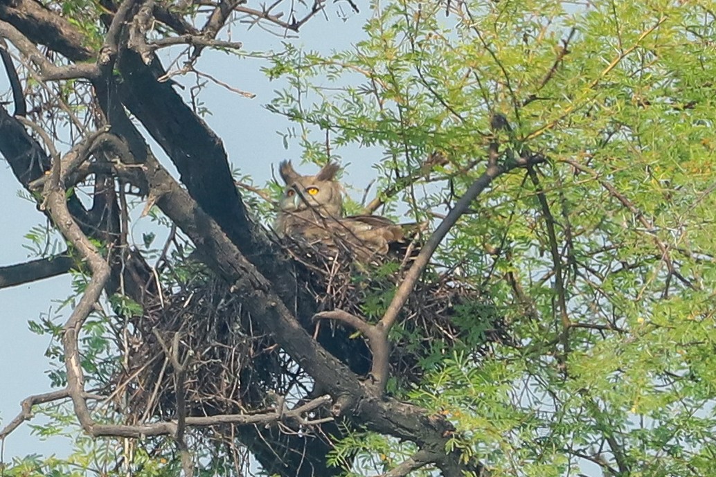Dusky Eagle-Owl - ML647029360