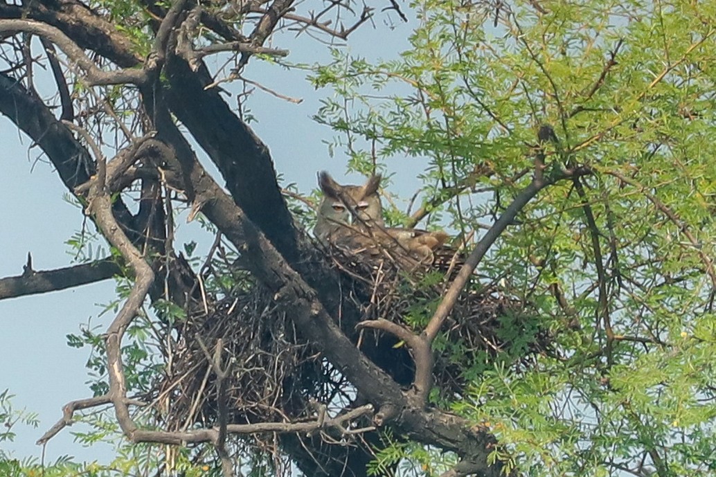 Dusky Eagle-Owl - ML647029361