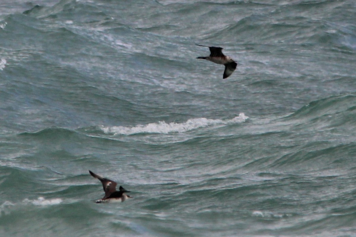 jaeger sp. - ML647029362