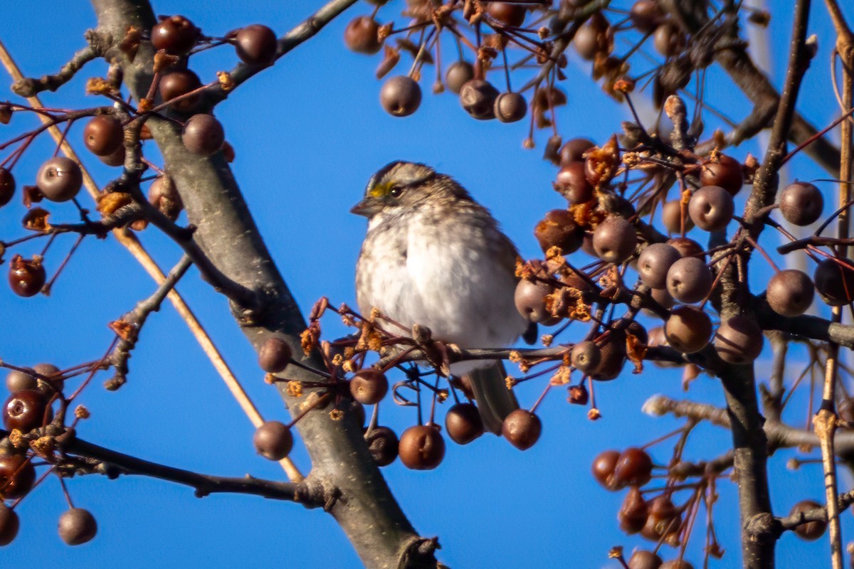 גיבתונית לבנת-גרון - ML647029365