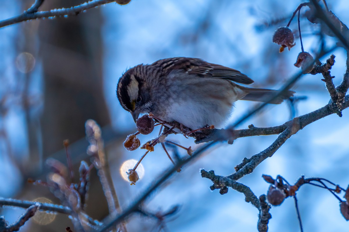 גיבתונית לבנת-גרון - ML647029366