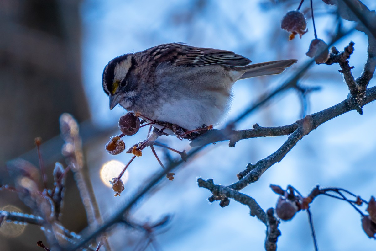 גיבתונית לבנת-גרון - ML647029368