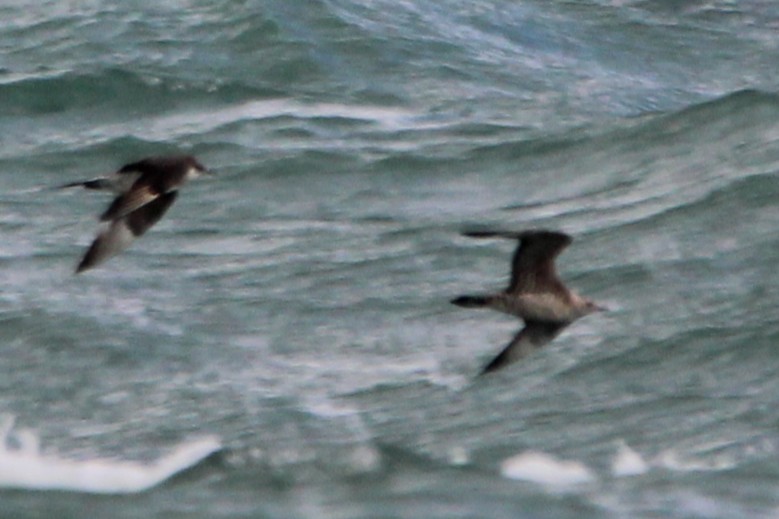 jaeger sp. - ML647029369